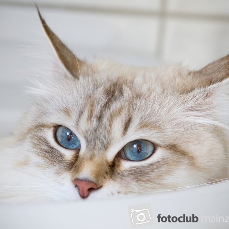 2024 AWO-Ausstellung Elke Hickstein: &quot;Katze im Waschbecken&quot;